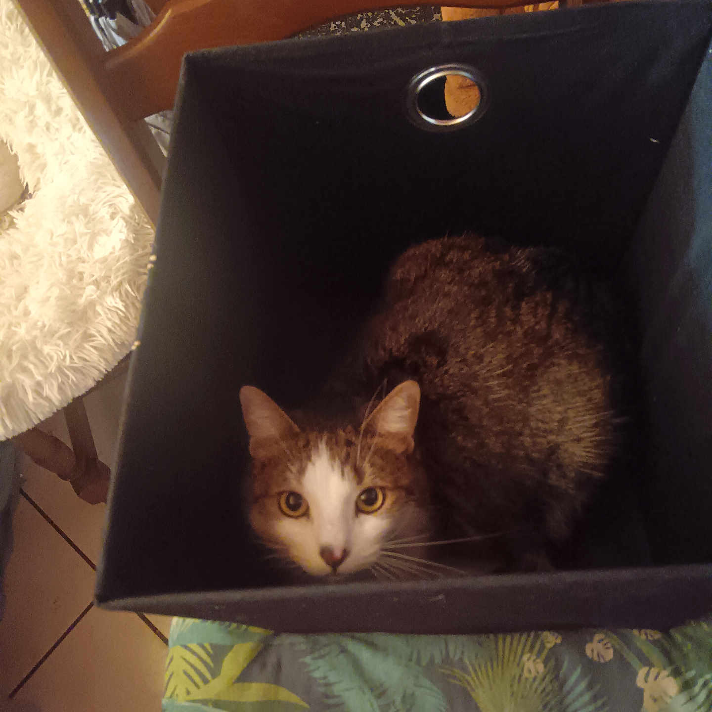 Paddington participe au concours pour gagner de l'argent avec cette photo : abyssinian, animal, bag, basket, bed, box, cardboard, carton, cat, computer, drawer, electronics, furniture, hardwood, kitten, laptop, manx, pc, pet, wood