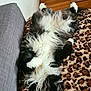 El Chappie a rejoint le concours — aidez-le/la à gagner de superbes lots ! cat, fluffy, black_and_white, pet, lying_down, relaxed, indoor, blanket, leopard_print, fur, whiskers, cozy, couch, sleeping, animal, paw, feline, home, resting, cute