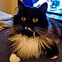 El Chappie participe au concours pour gagner de l'argent avec cette photo : cat, fluffy, black_and_white, yellow_eyes, whiskers, paws, indoor, couch, television, blurred_background, pet, feline, relaxed, close_up, home, fur, cute, animal, domestic, living_room
