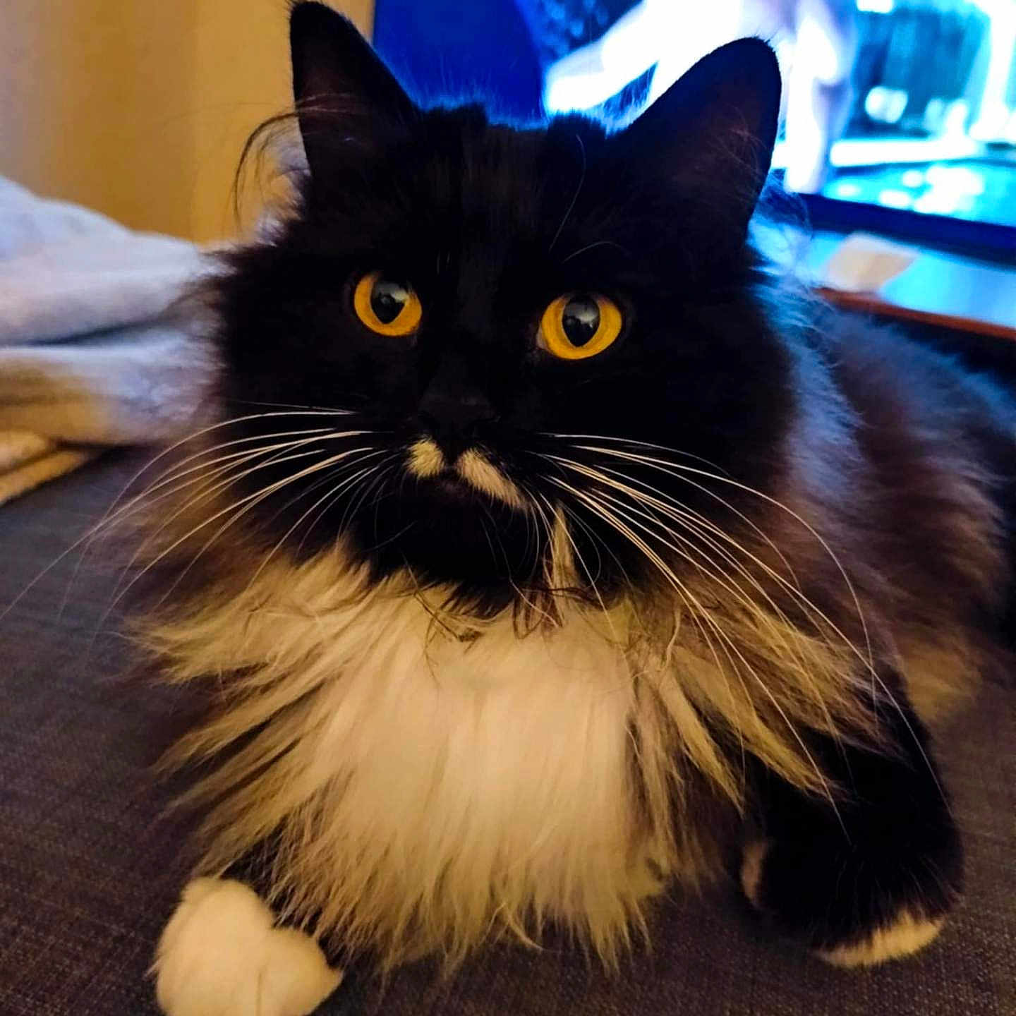 El Chappie participe au concours pour gagner de l'argent avec cette photo : animal, black_and_white, blurred_background, cat, close_up, couch, cute, domestic, feline, fluffy, fur, home, indoor, living_room, paws, pet, relaxed, television, whiskers, yellow_eyes
