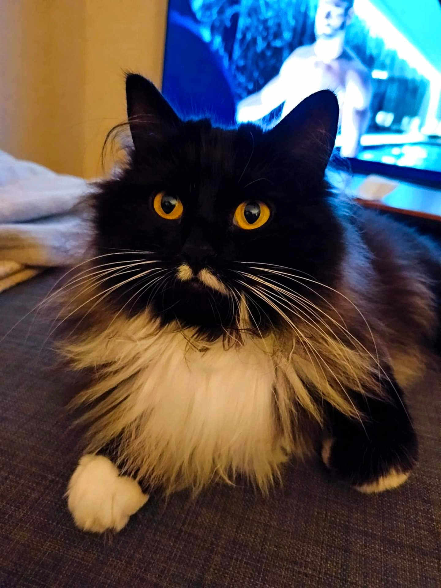 El Chappie participe au concours pour gagner de l'argent avec cette photo : cat, fluffy, black_and_white, yellow_eyes, whiskers, paws, indoor, couch, television, blurred_background, pet, feline, relaxed, close_up, home, fur, cute, animal, domestic, living_room