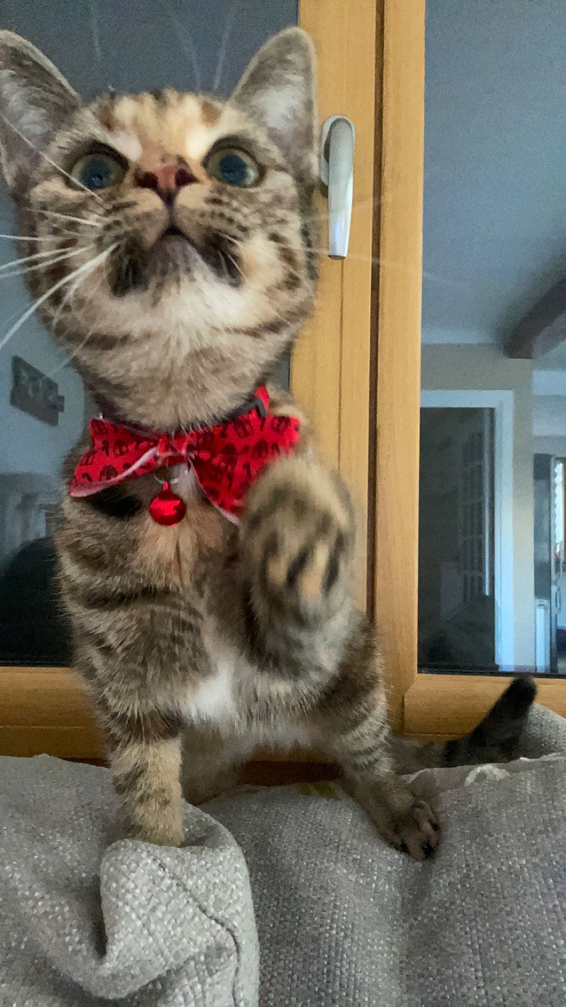 Missy participe au concours pour gagner de l'argent avec cette photo : bow_tie, carnivore, cat, cat_supply, cat_toy, claw, collar, domestic_short_haired_cat, fawn, felidae, flooring, fur, glasses, moustache, paw, pet_supply, small_to_medium_sized_cats, tail, whiskers, window