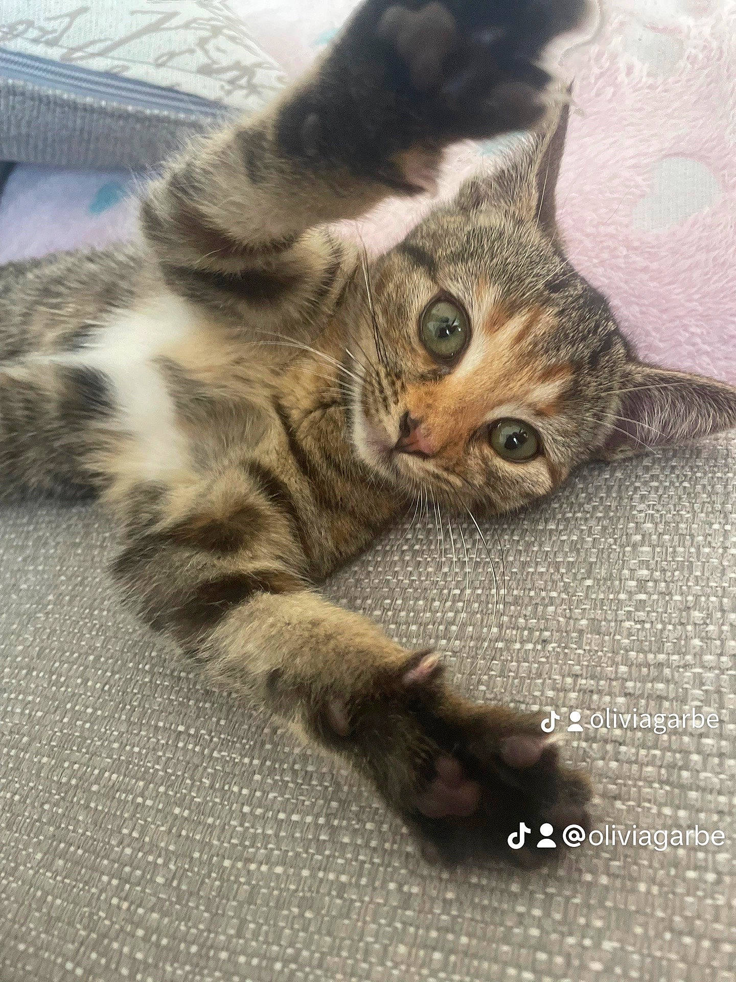 Missy participe au concours pour gagner de l'argent avec cette photo : carnivore, cat, claw, domestic_short_haired_cat, eye, felidae, foot, fur, paw, photo_caption, small_to_medium_sized_cats, snout, tail, terrestrial_animal, whiskers, wildlife