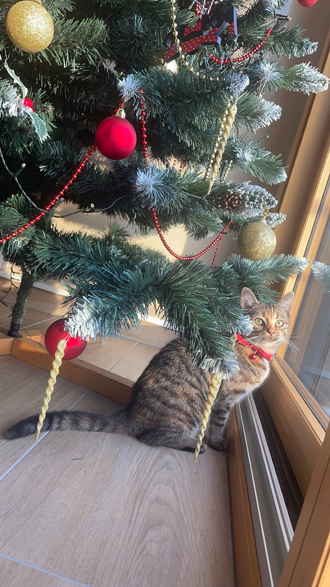 Missy participe au concours pour gagner de l'argent avec cette photo : branch, christmas, christmas_decoration, christmas_eve, christmas_ornament, christmas_tree, conifer, event, evergreen, fir, fur, holiday, holiday_ornament, interior_design, natural_material, ornament, shortstraw_pine, twig, winter, wood