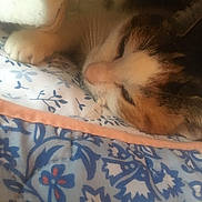 Gomette a rejoint le concours — aidez-le/la à gagner de superbes lots ! cat, calico_cat, sleeping, blanket, bedding, paw, whiskers, close_up, floral_pattern, quilt, cozy, indoor, nap, pet, feline, resting, cute, head, ear, snout