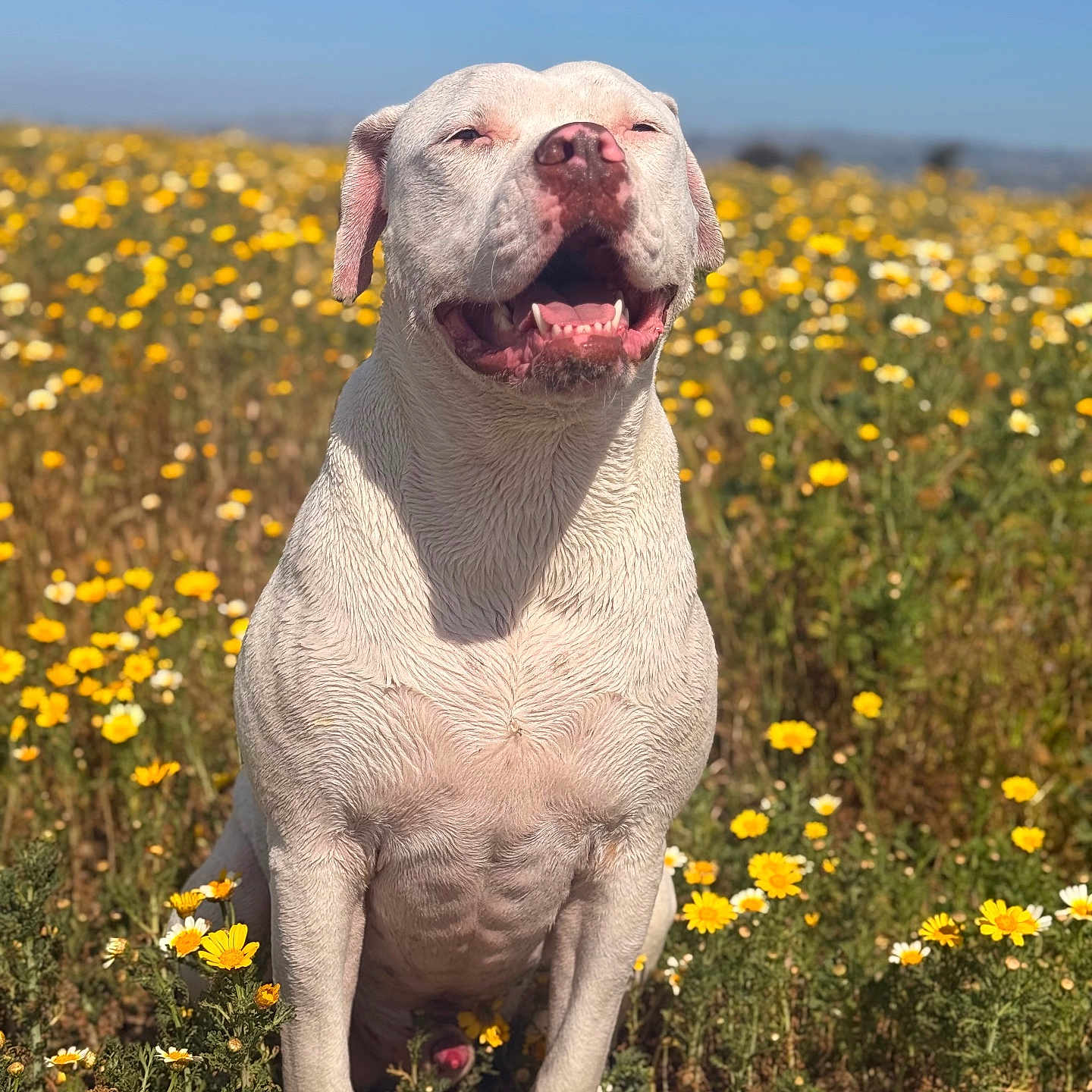 Winston joined the competition — help win amazing prizes! dog, white_dog, field, flowers, yellow_flowers, outdoor, sunlight, happy, sitting, nature, pet, canine, summer, greenery, animal, closeup, daytime, grass, smiling, portrait