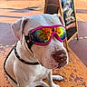 Winston joined the competition — help win amazing prizes! dog, white_dog, goggles, pink_goggles, reflective_goggles, sitting, leash, outdoor, sidewalk, orange_floor, sign_board, street, reflection, close_up, pet, canine, daytime, urban, animal, portrait