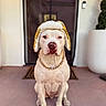 Winston is registered to the contest to win money with this photo: dog, white_dog, hat, gold_chain, pet, animal, outdoor, porch, door, sitting, portrait, canine, domestic_animal, fur, mammal, companion, looking_at_camera, front_view, pet_accessory, closeup