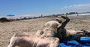 Winston is registered to the contest to win money with this photo: dog, beach, sand, blue_sky, towel, sunny, outdoor, animal, relaxation, summer, paw, coastline, vacation, sky, nature, canine, resting, daytime, shore, playful