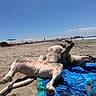 dog, beach, sand, blue_sky, towel, sunny, outdoor, animal, relaxation, summer, paw, coastline, vacation, sky, nature, canine, resting, daytime, shore, playful