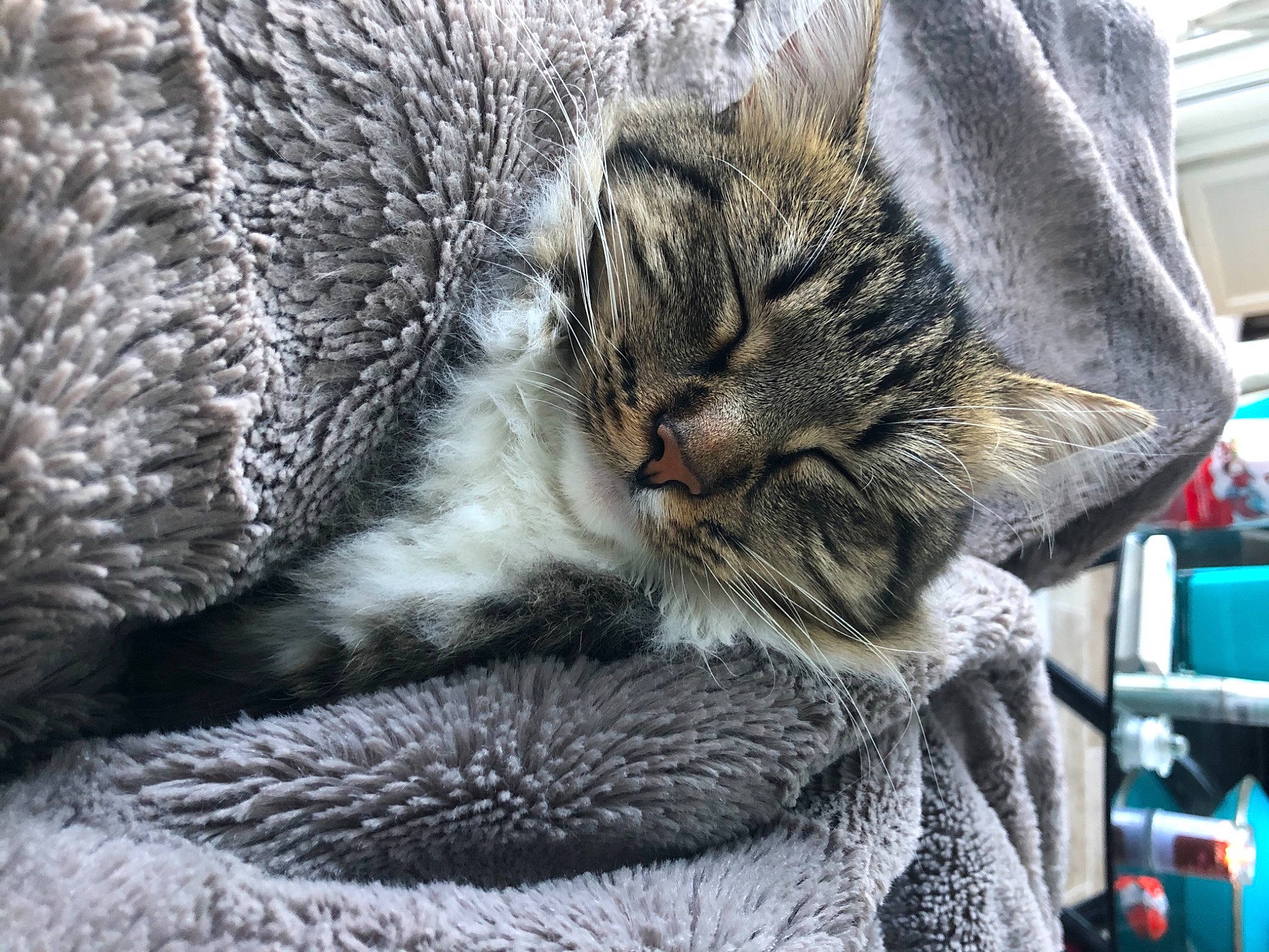 Choupette participe au concours pour gagner de l'argent avec cette photo : carnivore, cat, claw, close_up, comfort, domestic_short_haired_cat, felidae, fur, grey, mammal, nap, pattern, paw, sleep, small_to_medium_sized_cats, snout, terrestrial_animal, whiskers, wildlife