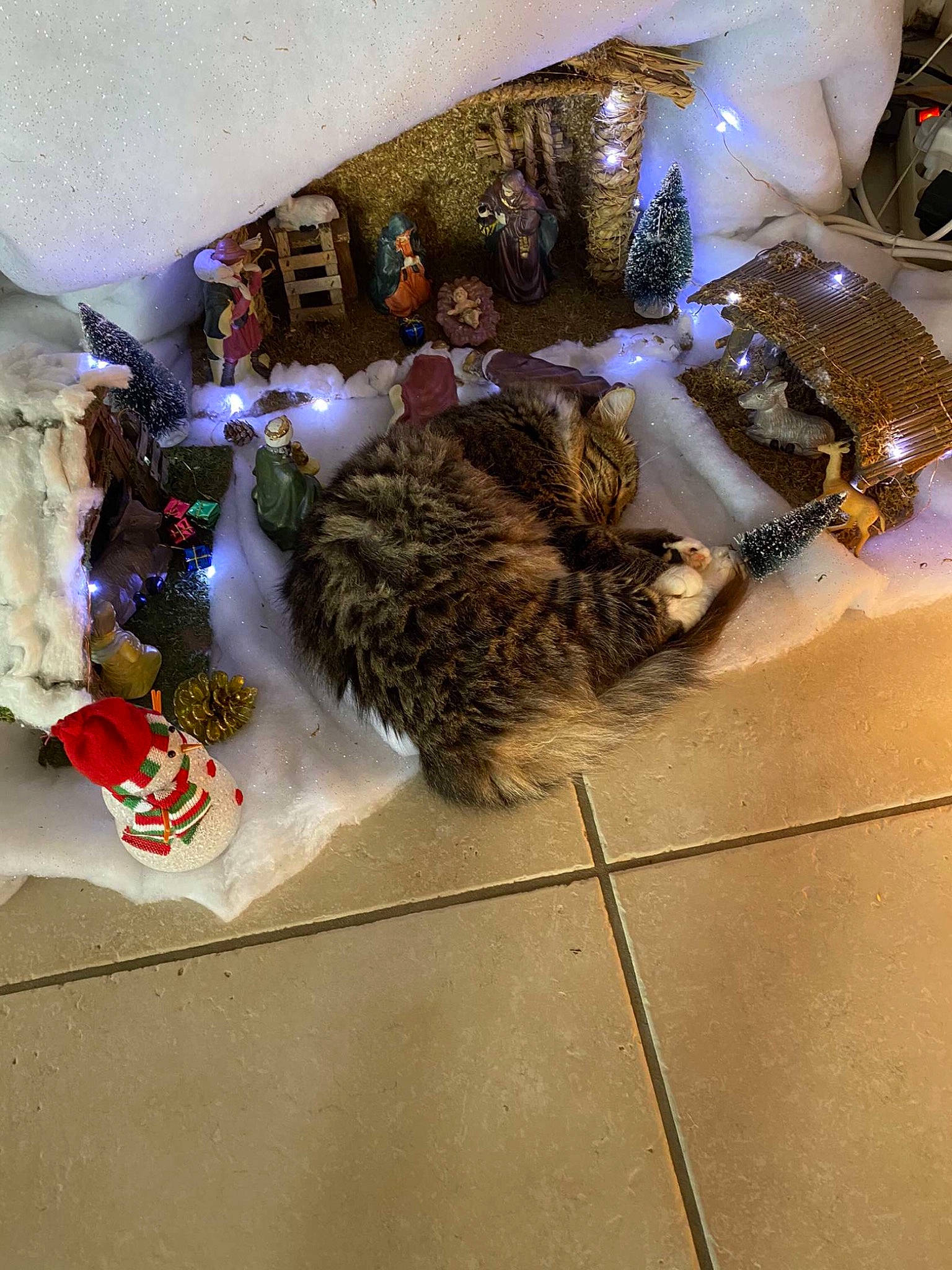 Choupette participe au concours pour gagner de l'argent avec cette photo : carmine, christmas, christmas_decoration, comfort_food, event, felidae, flooring, fur, ornament, room, small_to_medium_sized_cats, sporting_group, table, tree, whiskers, winter, wood