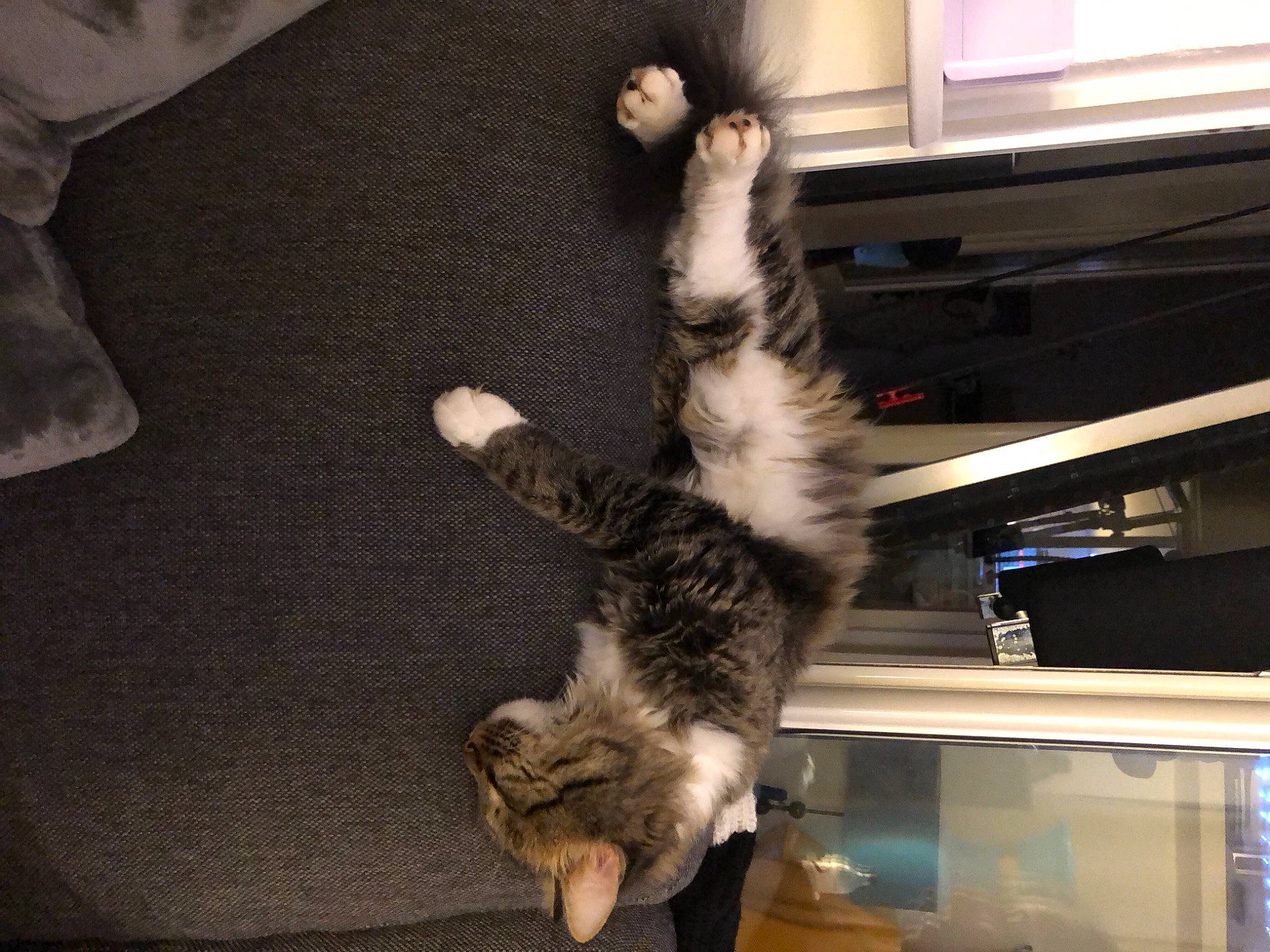 Choupette a rejoint le concours — aidez-le/la à gagner de superbes lots ! canidae, carnivore, cat, comfort, companion_dog, dog_breed, domestic_short_haired_cat, felidae, flooring, fur, lap, paw, small_to_medium_sized_cats, sporting_group, tail, whiskers, window, wood