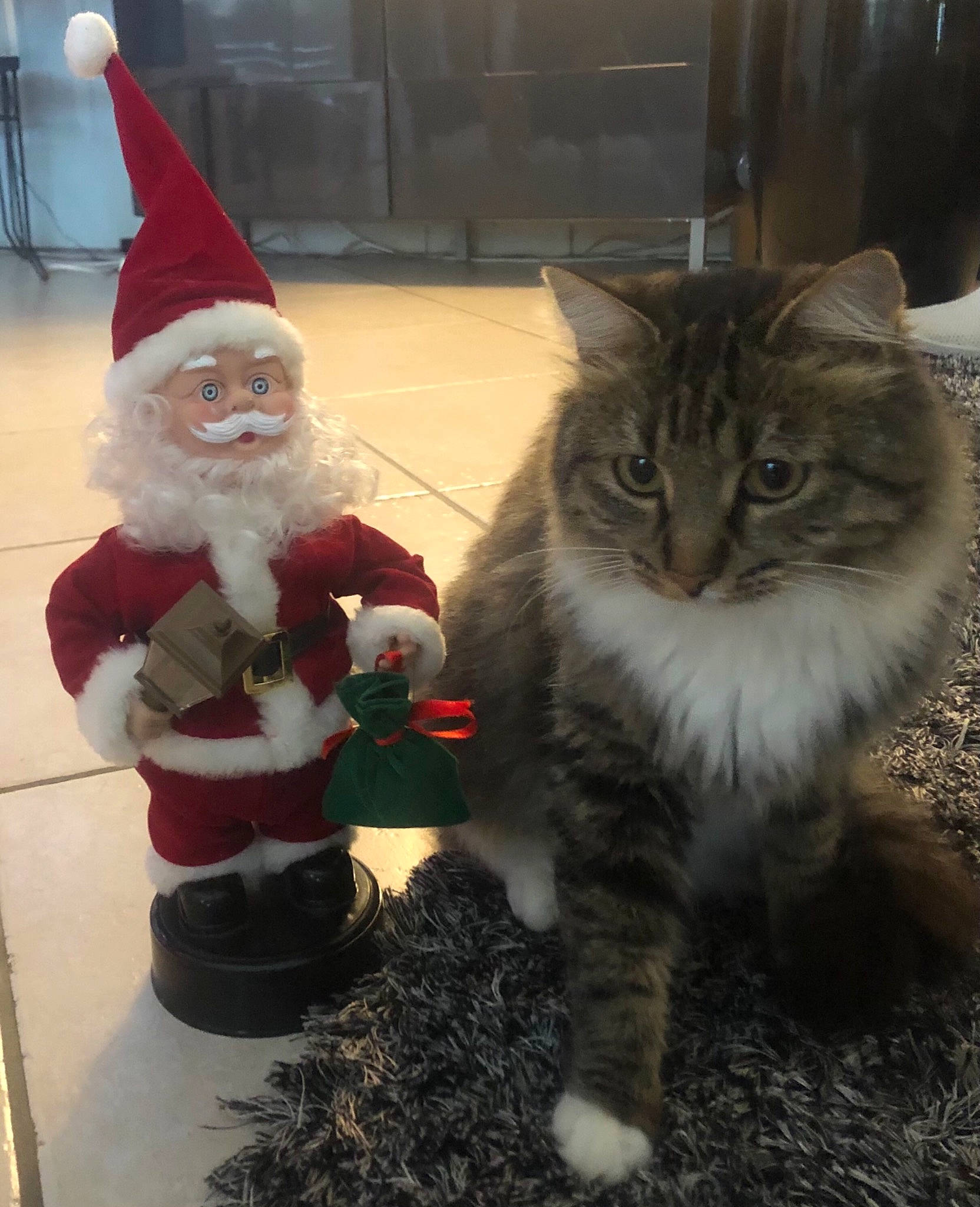 Choupette participe au concours pour gagner de l'argent avec cette photo : beard, carnivore, cat, christmas, christmas_decoration, christmas_eve, costume_hat, domestic_short_haired_cat, event, felidae, fur, hat, holiday, lap, lawn_ornament, santa_claus, small_to_medium_sized_cats, tail, vertebrate, whiskers