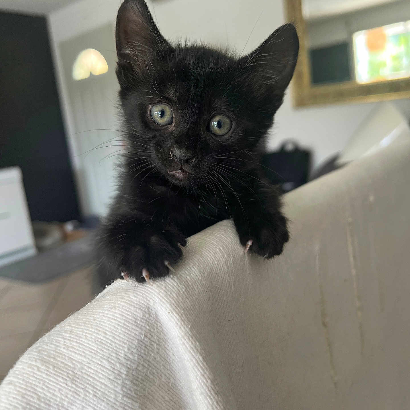 Bella participe au concours pour gagner de l'argent avec cette photo : abyssinian, animal, blackcat, blanket, cat, computer, computerhardware, couch, electronics, furniture, hardware, kitten, laptop, manx, monitor, pc, pet, screen, siamese, wood