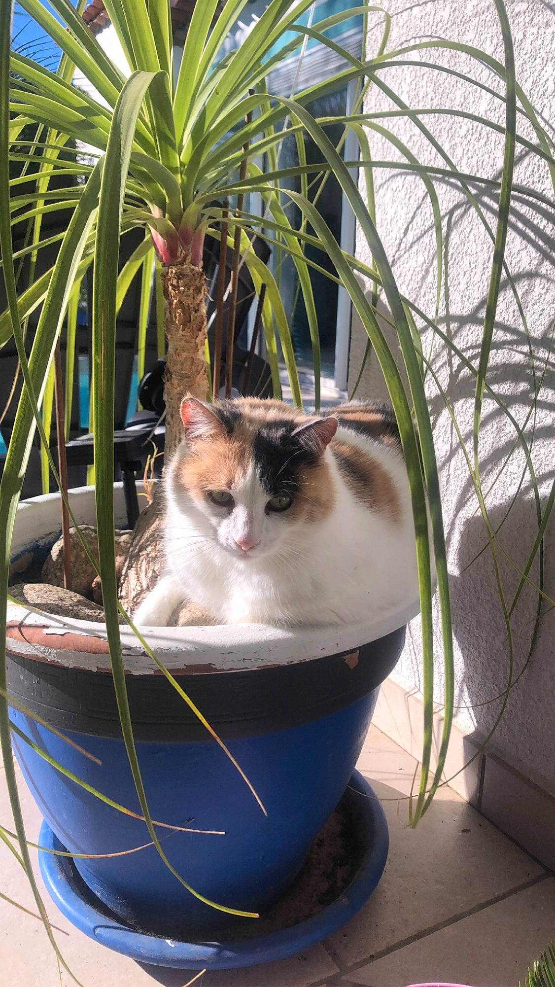 Lola a rejoint le concours — aidez-le/la à gagner de superbes lots ! carnivore, cat, domestic_short_haired_cat, felidae, flowerpot, fur, grass, houseplant, mammal, pet_supply, plant, plant_stem, sitting, small_to_medium_sized_cats, tail, terrestrial_plant, twig, whiskers, wood