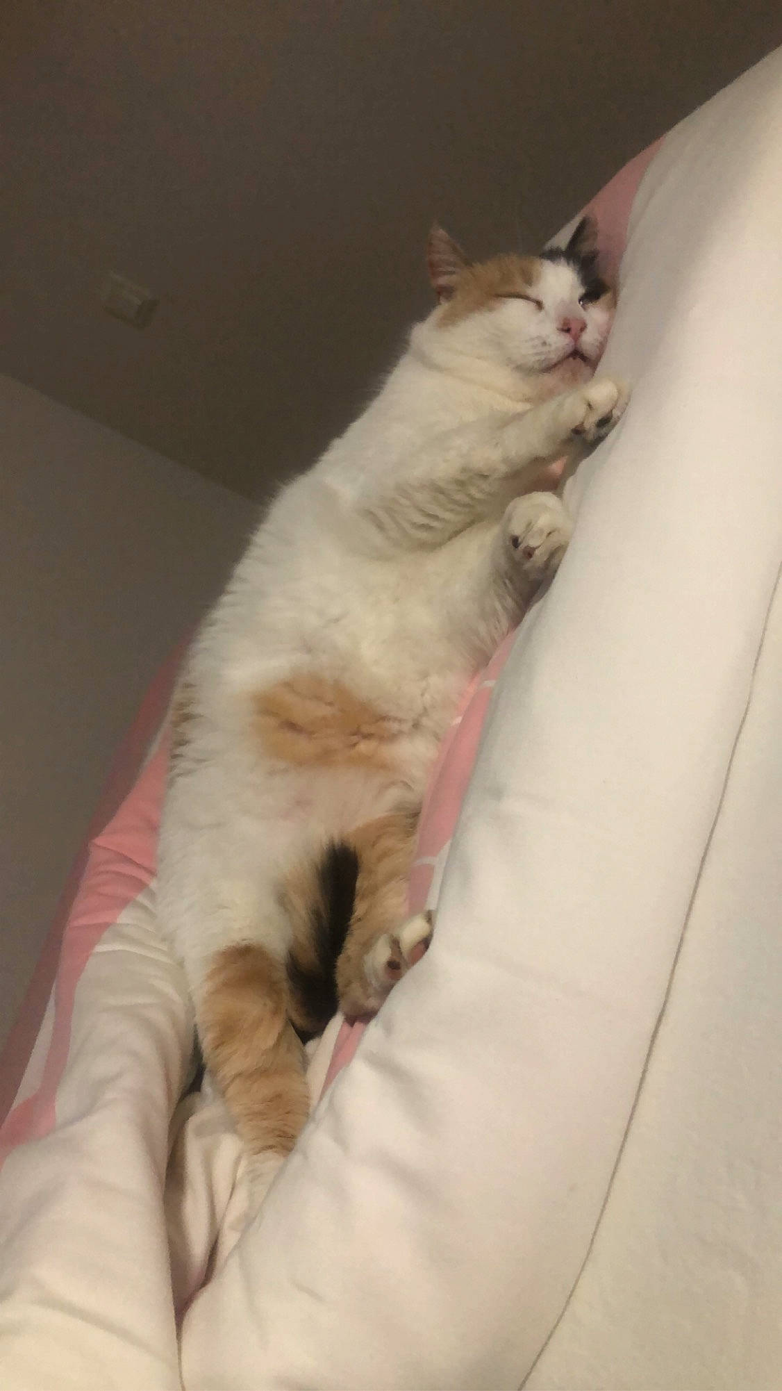 Lola participe au concours pour gagner de l'argent avec cette photo : carnivore, cat, claw, comfort, domestic_short_haired_cat, felidae, foot, fur, human_leg, linens, paw, small_to_medium_sized_cats, tail, whiskers