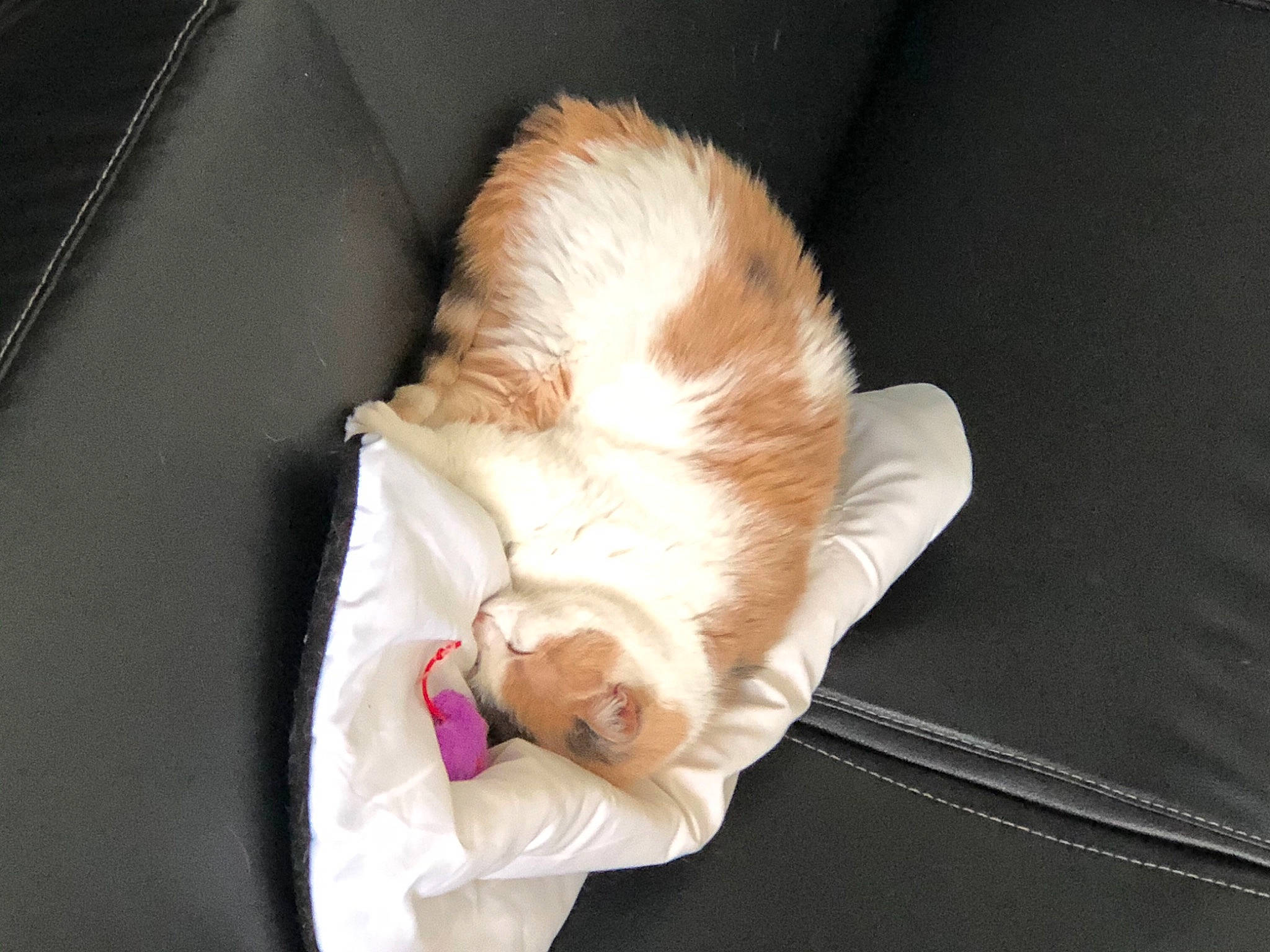 Lola a rejoint le concours — aidez-le/la à gagner de superbes lots ! baby_products, car_seat, carnivore, cat, chair, comfort, companion_dog, couch, dog_breed, fawn, felidae, fur, linens, small_to_medium_sized_cats, snout, tail, textile, toddler, whiskers, wood