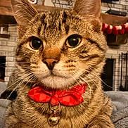 Benny is registered to the contest to win money with this photo: cat, tabby, bow_tie, bell, pet, animal, close_up, indoor, blanket, fireplace, decorations, holiday, cozy, feline, cute, whiskers, ears, fur, relaxed, portrait
