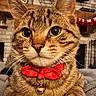 cat, tabby, bow_tie, bell, pet, animal, close_up, indoor, blanket, fireplace, decorations, holiday, cozy, feline, cute, whiskers, ears, fur, relaxed, portrait
