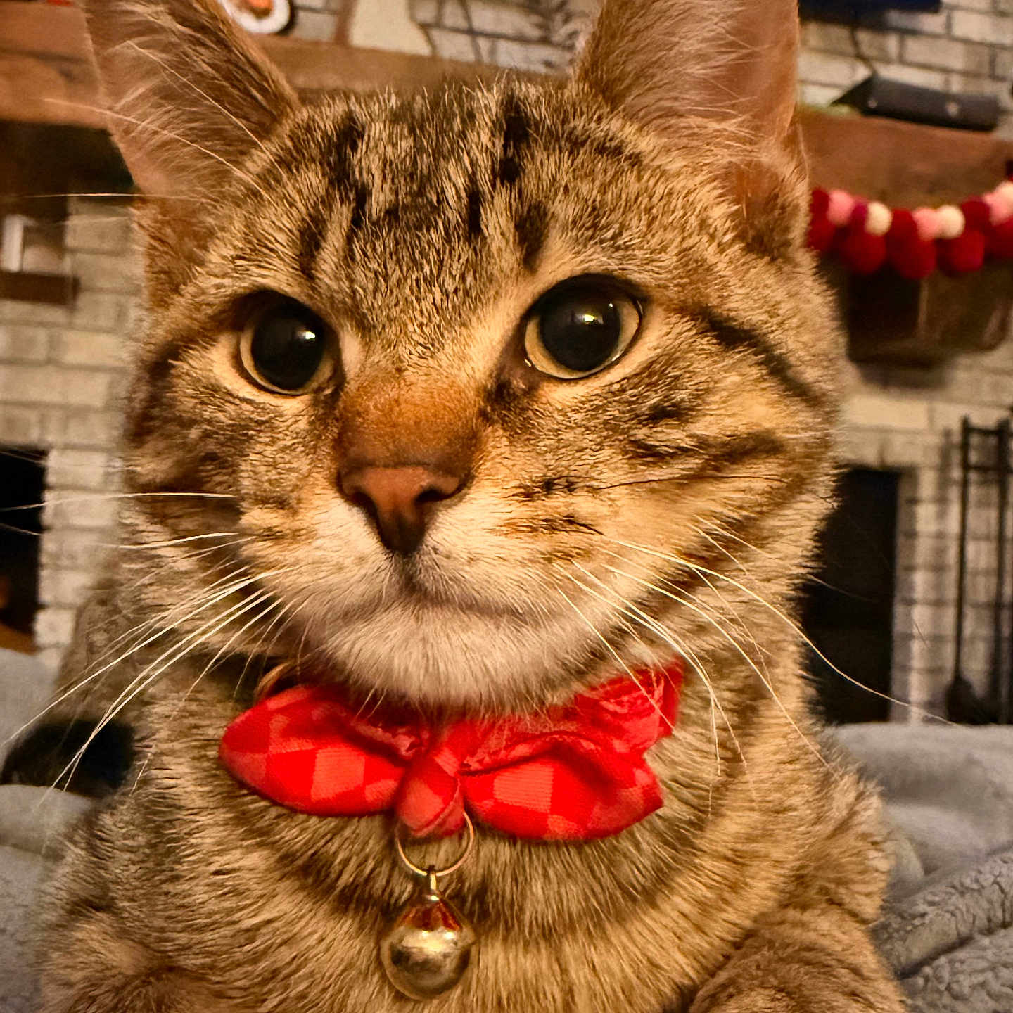 Benny is registered to the contest to win money with this photo: cat, tabby, bow_tie, bell, pet, animal, close_up, indoor, blanket, fireplace, decorations, holiday, cozy, feline, cute, whiskers, ears, fur, relaxed, portrait
