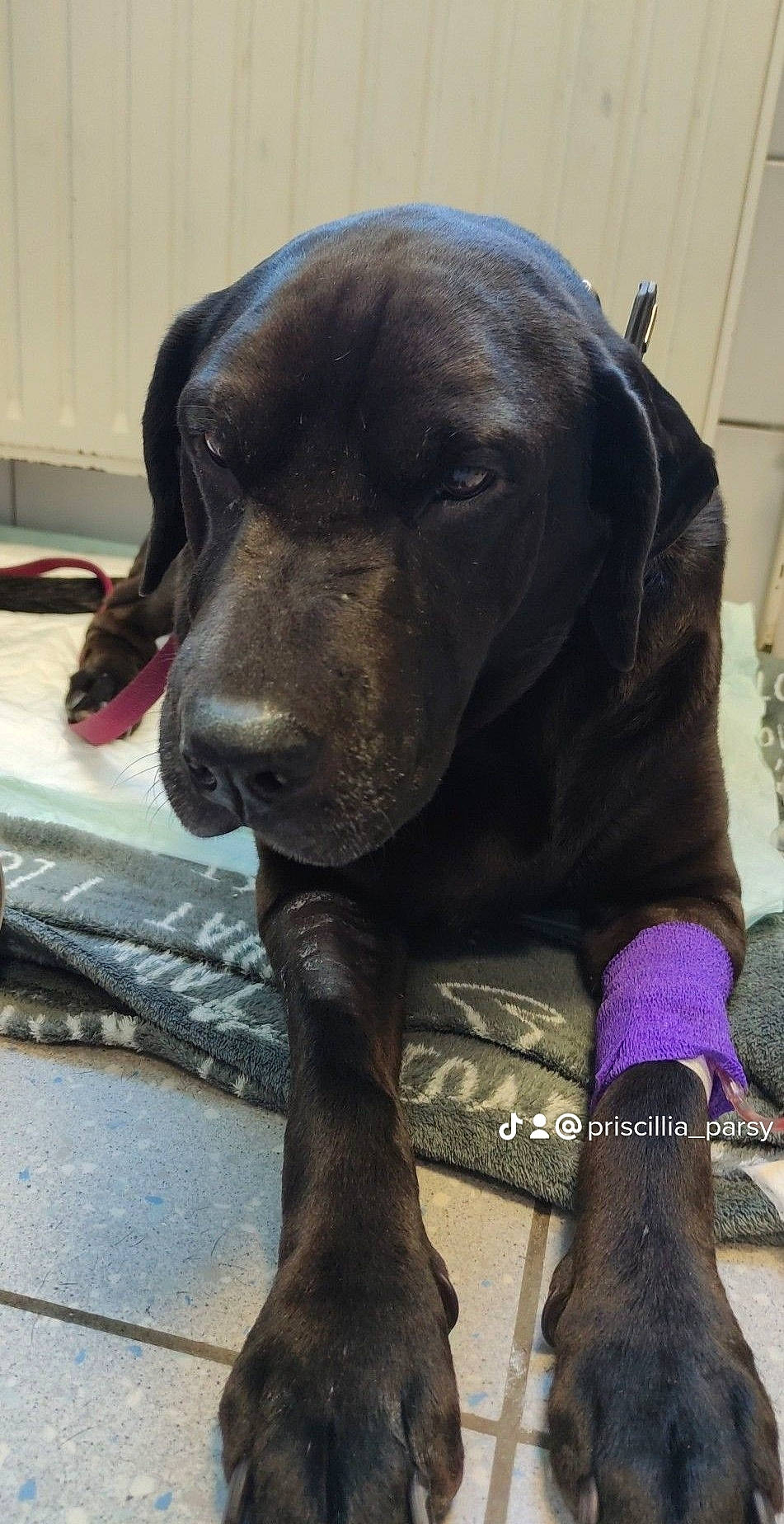 Maya participe au concours pour gagner de l'argent avec cette photo : borador, canidae, carnivore, collar, companion_dog, dog, dog_breed, dog_collar, fawn, fur, gun_dog, hunting_dog, liver, non_sporting_group, pet_supply, snout, sporting_group, terrestrial_animal, whiskers, working_animal