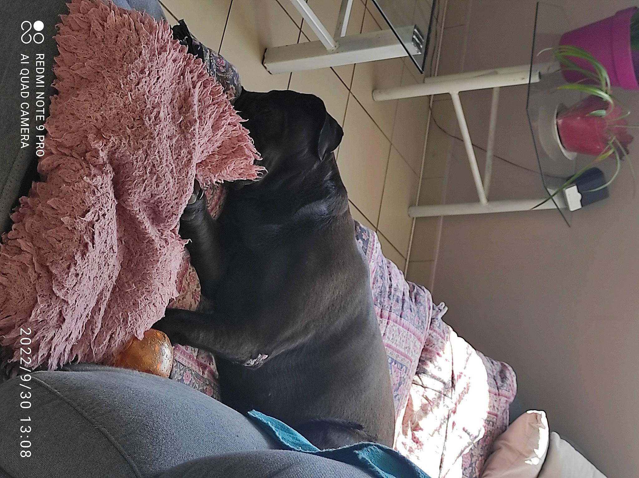 Maya a rejoint le concours — aidez-le/la à gagner de superbes lots ! canidae, carmine, carnivore, ceiling, comfort, companion_dog, dog, dog_breed, fawn, felidae, fur, human_leg, linens, purple, room, small_to_medium_sized_cats, sporting_group, tints_and_shades, whiskers, working_animal