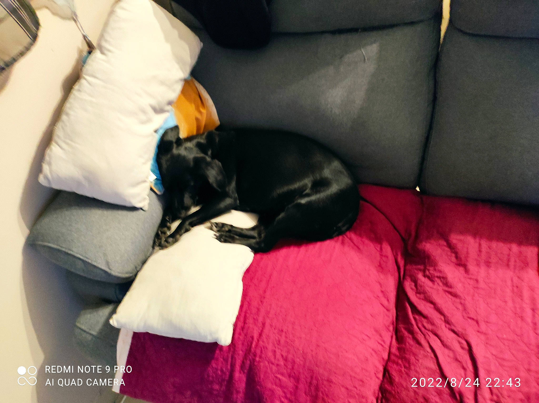 Prunelle a rejoint le concours — aidez-le/la à gagner de superbes lots ! armrest, canidae, carnivore, comfort, companion_dog, couch, dog, dog_breed, felidae, fur, linens, living_room, magenta, pillow, room, small_to_medium_sized_cats, sporting_group, studio_couch, tail, textile