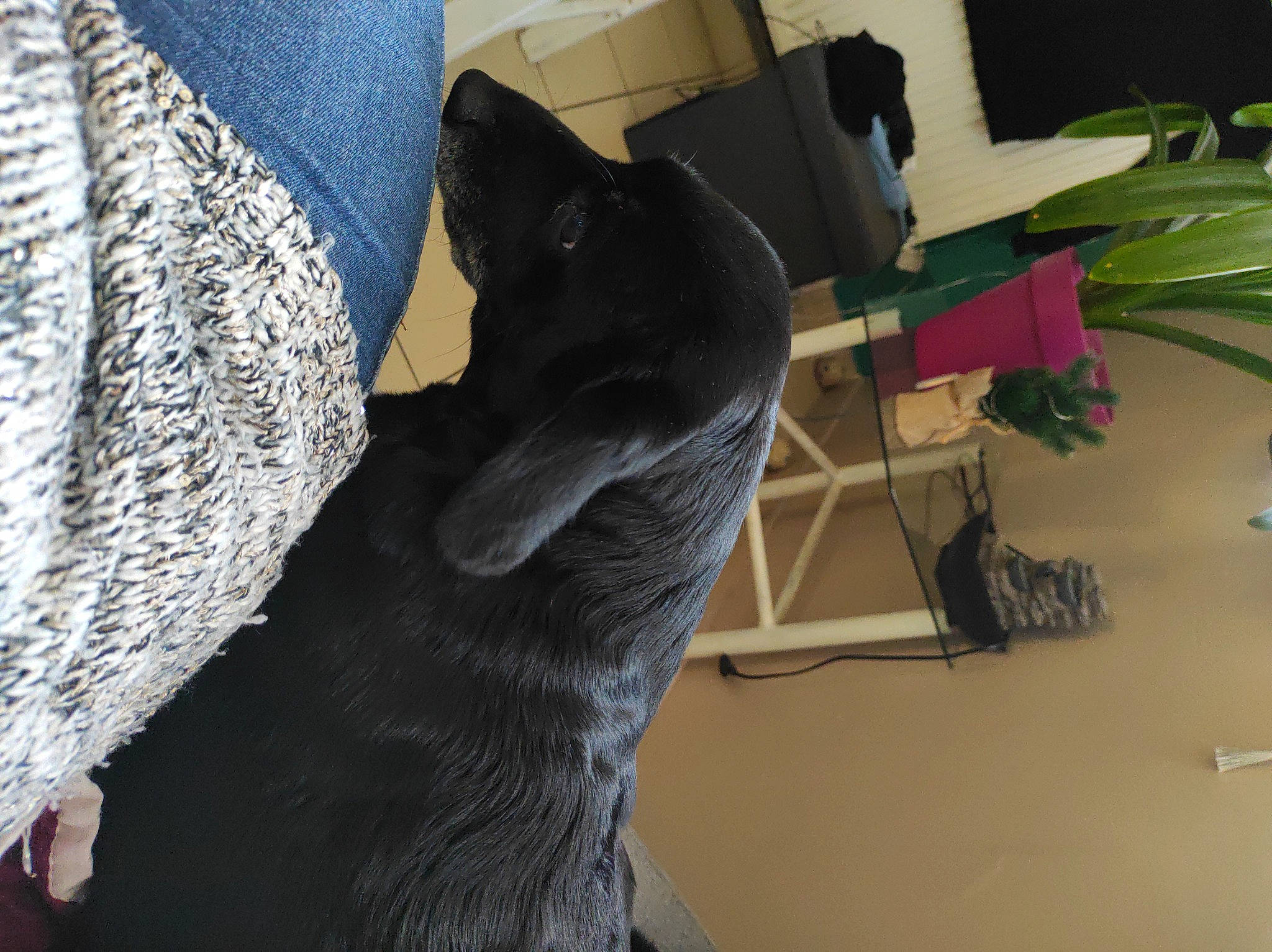 Prunelle participe au concours pour gagner de l'argent avec cette photo : carnivore, comfort, dog, dog_breed, domestic_short_haired_cat, electric_blue, fawn, felidae, flooring, flowerpot, foot, fur, houseplant, human_leg, plant, room, small_to_medium_sized_cats, tail, whiskers, wood