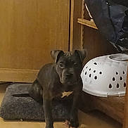 Diamond a rejoint le concours — aidez-le/la à gagner de superbes lots ! dog, puppy, black_dog, brindle, pet, indoor, dog_bed, mat, laundry_basket, rope_toy, leash, wooden_cabinet, floor, sitting, ears, face, portrait, home_interior, curious, plastic