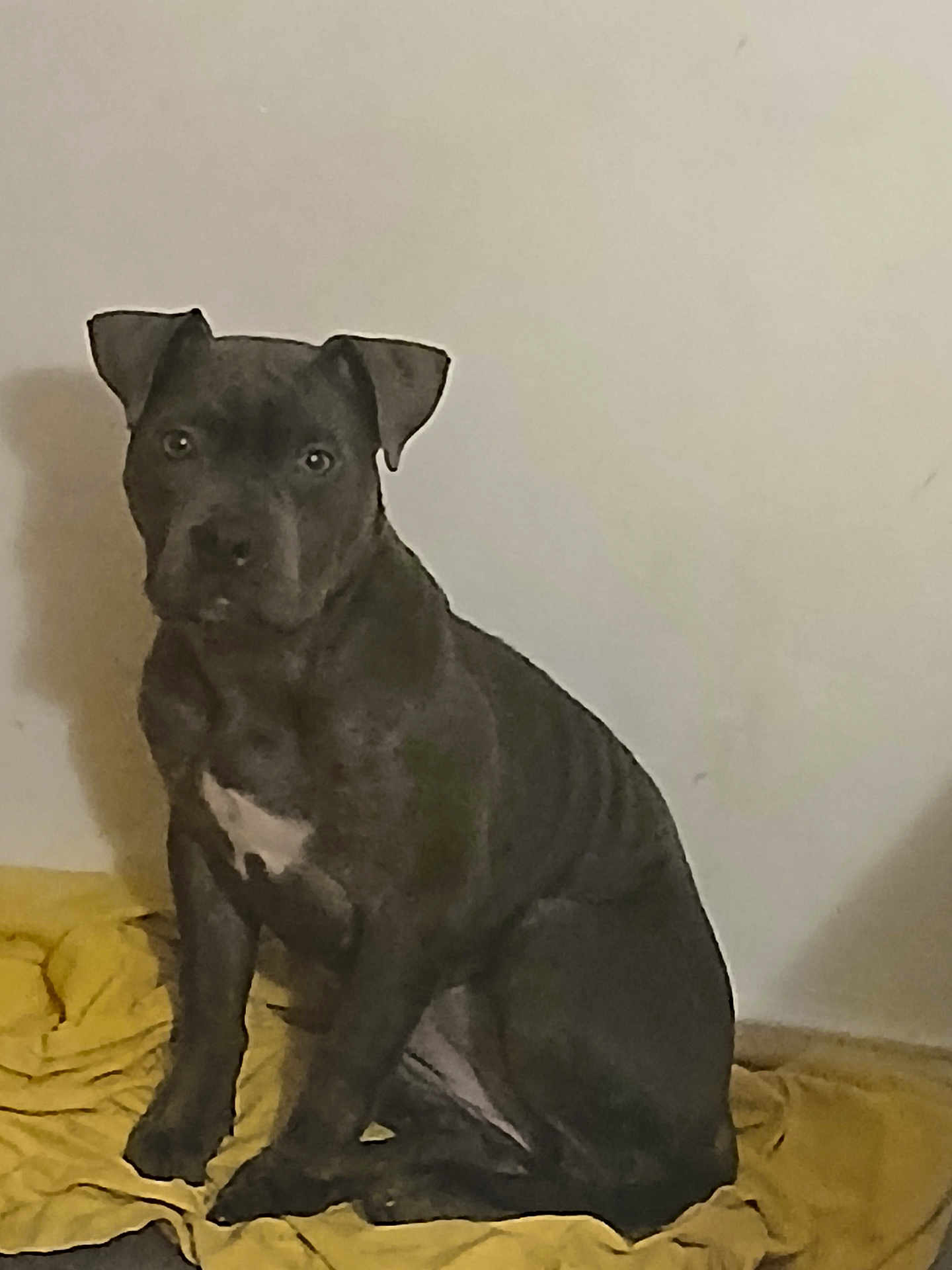 Diamond participe au concours pour gagner de l'argent avec cette photo : dog, pet, canine, sitting, indoor, blanket, wall, portrait, looking_at_camera, ears, paws, fur, chest_patch, shadow, floor, home_interior, cute, calm, seated, rumpled_blanket