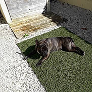 Schrek a rejoint le concours — aidez-le/la à gagner de superbes lots ! dog, french_bulldog, brindle, sunlight, outdoor, artificial_grass, lounge, relaxing, pet, animal, white_gravel, wooden_ramp, shadows, daylight, canine, resting, small_patch, garden, yard, summer