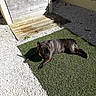 dog, french_bulldog, brindle, sunlight, outdoor, artificial_grass, lounge, relaxing, pet, animal, white_gravel, wooden_ramp, shadows, daylight, canine, resting, small_patch, garden, yard, summer
