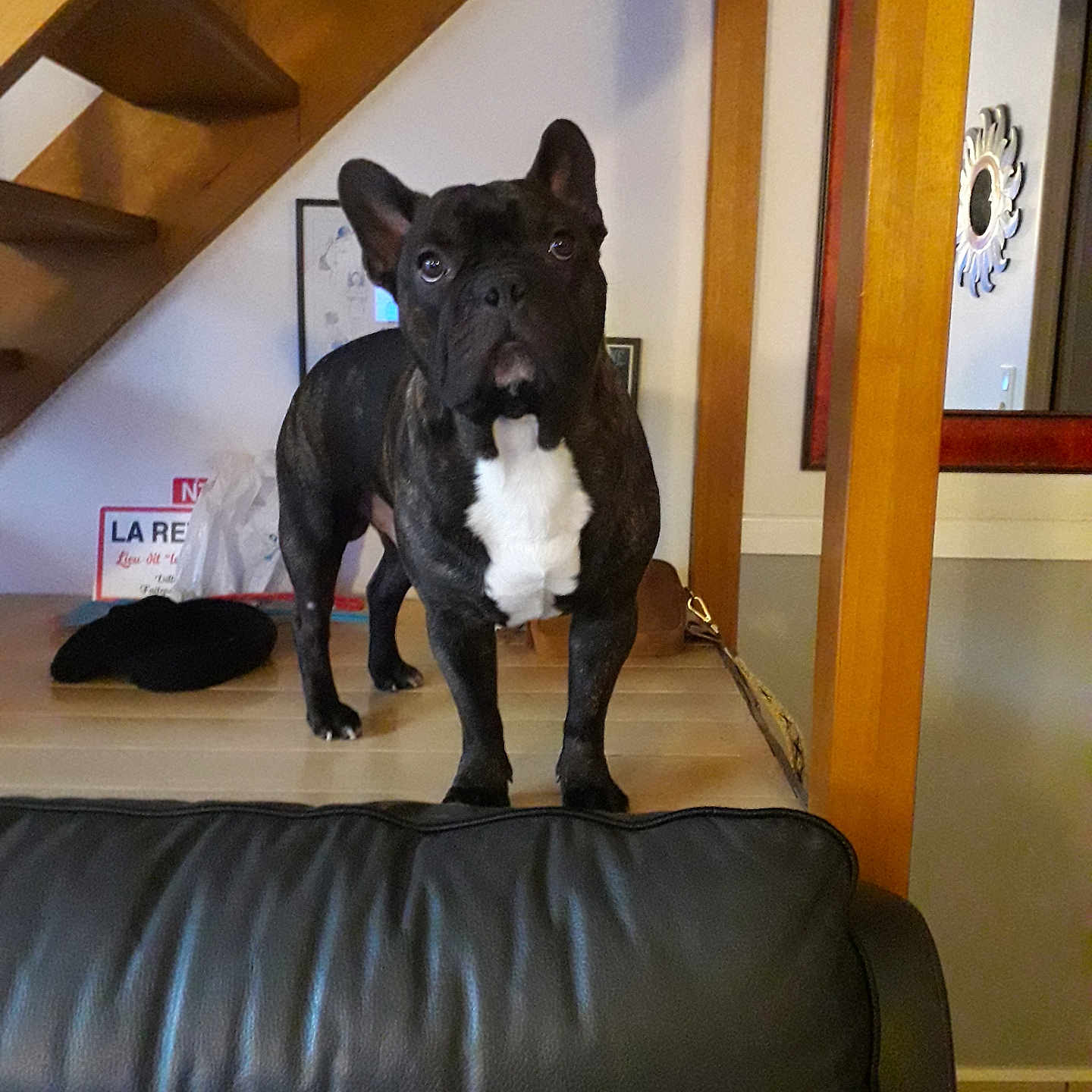 Shrek participe au concours pour gagner de l'argent avec cette photo : animal, architecture, building, bulldog, canine, couch, dog, frenchbulldog, furniture, house, housing, indoors, interiordesign, livingroom, pet, plywood, puppy, room, staircase, wood