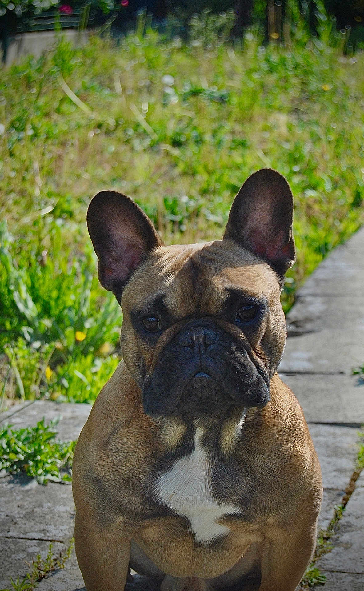 Valco participe au concours pour gagner de l'argent avec cette photo : dog, french_bulldog, pet, animal, outdoor, pathway, grass, greenery, ears, sitting, cute, canine, portrait, nature, sunlight, brown, white_patch, closeup, alert, mammal