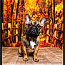 Valco a rejoint le concours — aidez-le/la à gagner de superbes lots ! dog, french_bulldog, pet, animal, wooden_surface, autumn, fall_foliage, forest, trees, leaves, fence, brown, orange, yellow, portrait, cute, sitting, indoor, background, nature