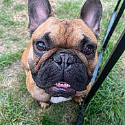 Valco participe au concours pour gagner de l'argent avec cette photo : animal, black_nose, brown, canine, close_up, companion, cute, dog, ears, face, french_bulldog, fur, grass, looking_up, nature, outdoor, pet, snout, table_leg, teeth