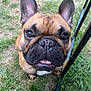 dog, french_bulldog, close_up, outdoor, grass, pet, animal, brown, black_nose, ears, teeth, face, cute, looking_up, canine, snout, fur, table_leg, nature, companion