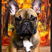 Valco participe au concours pour gagner de l'argent avec cette photo : french_bulldog, dog, pet, animal, ears, brown_fur, white_chest, portrait, autumn, fall_colors, forest_background, wooden_floor, cute, close_up, indoors, sitting, expression, face, canine, fur