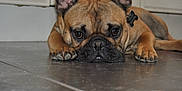 Valco a rejoint le concours — aidez-le/la à gagner de superbes lots ! dog, french_bulldog, pet, animal, brown, ears, floor, tile, indoor, close_up, lying_down, cute, face, paw, nail, expression, looking, domestic, companionship, resting