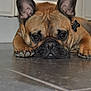 dog, french_bulldog, pet, animal, brown, ears, floor, tile, indoor, close_up, lying_down, cute, face, paw, nail, expression, looking, domestic, companionship, resting