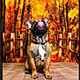 Valco participe au concours pour gagner de l'argent avec cette photo : dog, french_bulldog, pet, animal, tongue_out, autumn, fall, forest, trees, leaves, wooden_floor, fence, outdoor_background, cute, sitting, playful, collar, portrait, brown_fur, black_nose