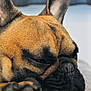dog, french_bulldog, sleeping, close_up, pet, canine, fur, ears, resting, face, animal, domestic_animal, cute, snout, paw, relaxed, indoors, soft_surface, portrait, blurred_background