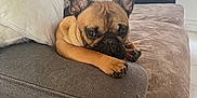 Valco a rejoint le concours — aidez-le/la à gagner de superbes lots ! animal, blanket, brown, companion, couch, cozy, curtain, cute, dog, ears, french_bulldog, furniture, home, indoor, paws, pet, relaxed, resting, tile_floor, window