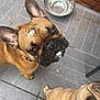 dog, french_bulldog, pet, animal, face, ears, snack, cream, water_bowl, floor, tile, brown, curious, cute, looking_up, domestic_animal, playful, closeup, outdoor, companion