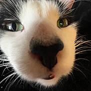 Panda is registered to the contest to win money with this photo: cat, close_up, black_and_white, whiskers, nose, face, pet, animal, feline, curious, indoor, fur, eye, portrait, cute, mammal, close_range, soft_fur, domestic_animal, focus_on_nose