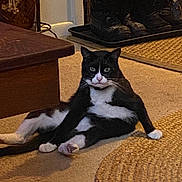 Felix is registered to the contest to win money with this photo: cat, tuxedo_cat, black_and_white, pet, animal, sitting, front_view, white_chest, white_paws, green_eyes, whiskers, indoor, living_room, carpet, floor, furniture, coffee_table, boots, entryway, portrait