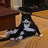 cat, tuxedo_cat, black_and_white, pet, animal, sitting, front_view, white_chest, white_paws, green_eyes, whiskers, indoor, living_room, carpet, floor, furniture, coffee_table, boots, entryway, portrait