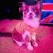 Diego joined the competition — help win amazing prizes! alert, background, carpet, cat, clothing, colorful, cute, eyes, feline, fur, gray, indoor, kitten, orange, pet, portrait, striped, sweater, union_jack, white