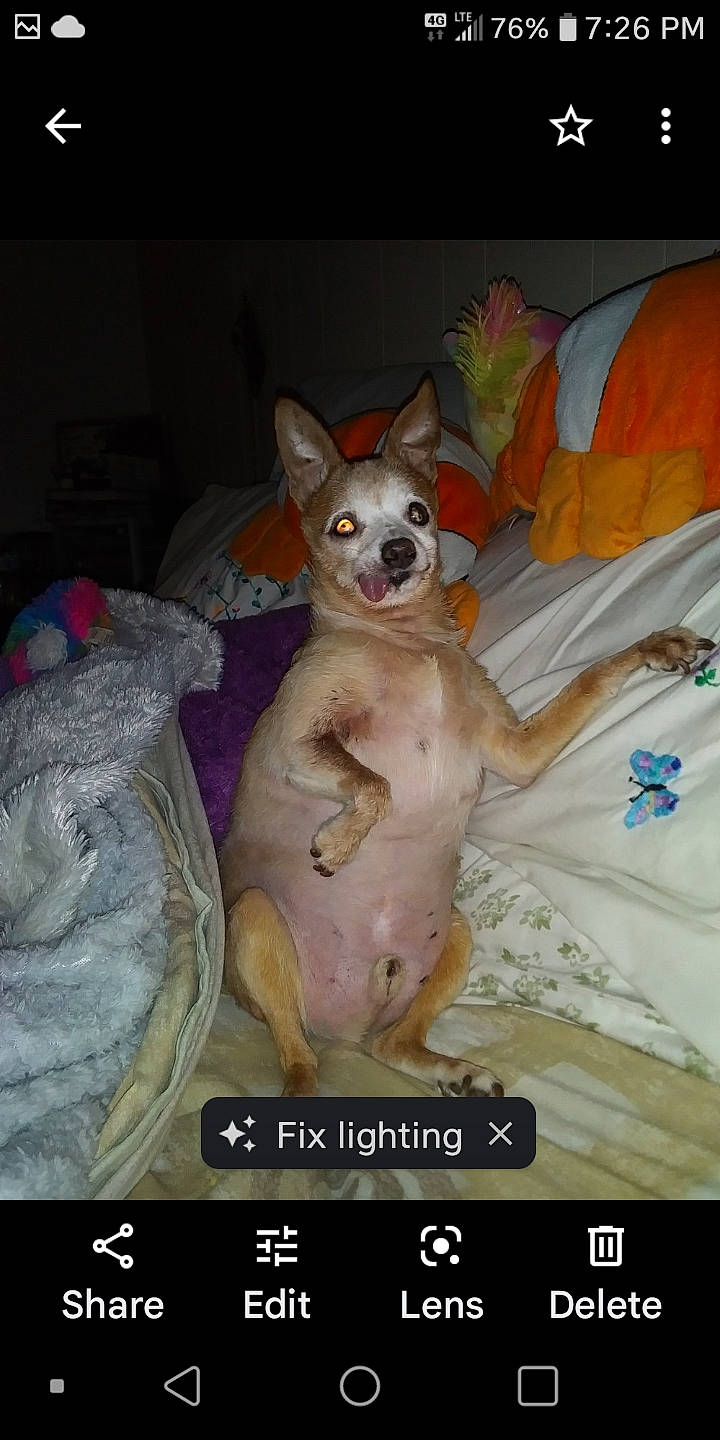 Rocco is registered to the contest to win money with this photo: bed, canidae, carnivore, cat_supply, chihuahua, companion_dog, dog, dog_breed, dog_supply, fawn, felidae, fur, linens, paw, screenshot, small_to_medium_sized_cats, snout, tail, toy_dog, whiskers